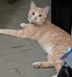 Lost Male Cat last seen Hannah rd.  Near / Nebraska ave , Lutz, FL 33549