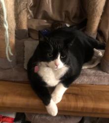 Reunited Female Cat last seen Grand Avenue and 21St Street, Santa Ana, CA 92705