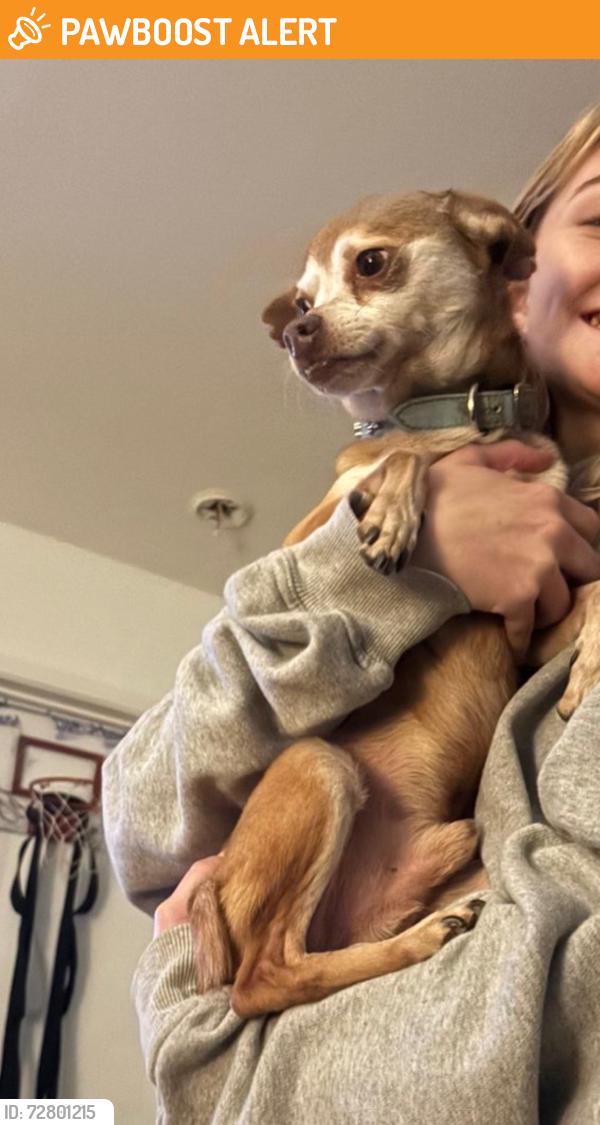 Found/Stray Male Dog last seen Found by mom, Huntington Beach, CA 92648