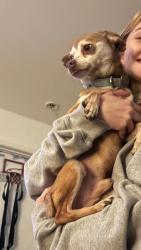 Found/Stray Male Dog last seen Found by mom, Huntington Beach, CA 92648