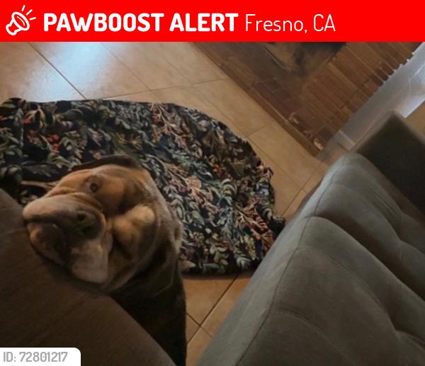 Lost Male Dog last seen Clinton and first , Fresno, CA 93703