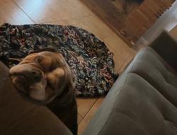 Lost Male Dog last seen Clinton and first , Fresno, CA 93703