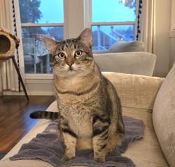 Lost Male Cat last seen Treepoint and Little Rd, Arlington, TX 76017