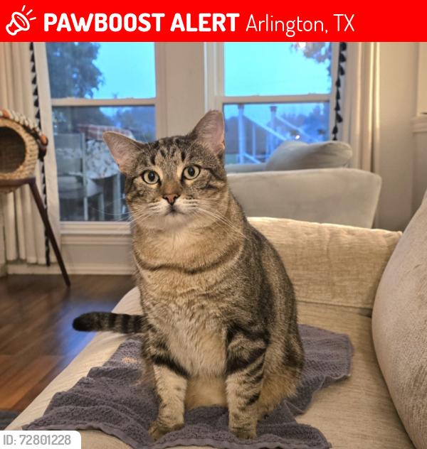Lost Male Cat last seen Treepoint and Little Rd, Arlington, TX 76017