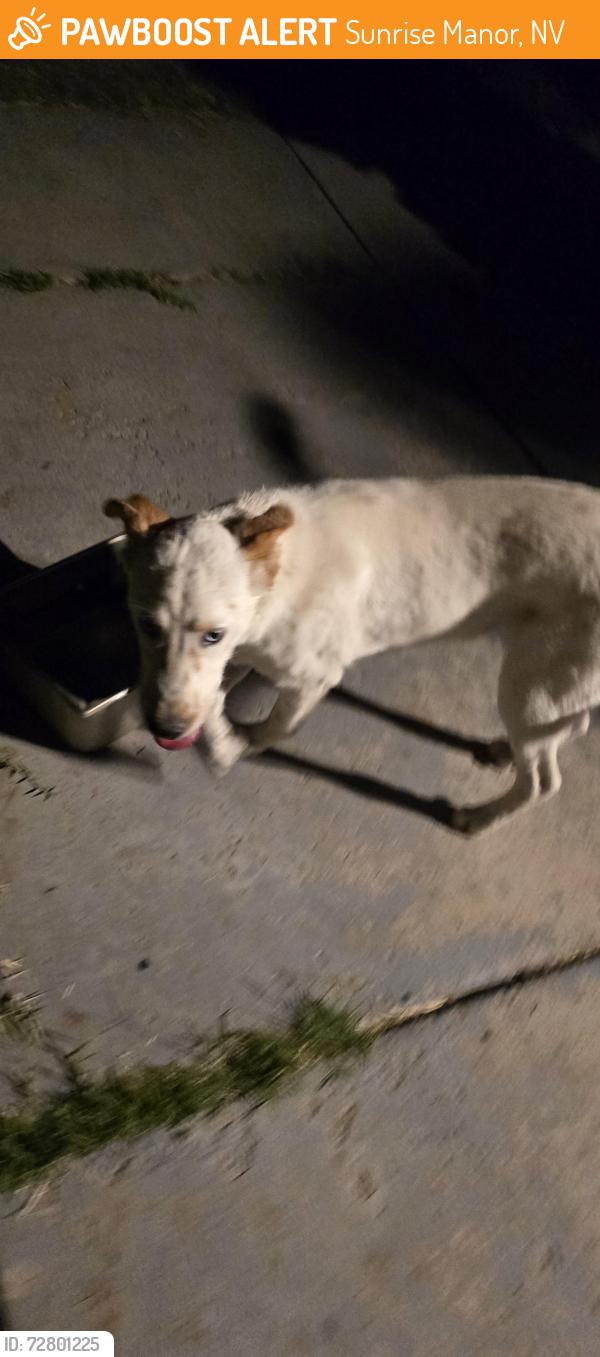 Found/Stray Male Dog last seen Violet hill st and  Elizabethtown Ave, Sunrise Manor, NV 89110