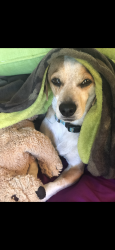 Lost Male Dog last seen At pinnacle dog park , Phoenix, AZ 85050