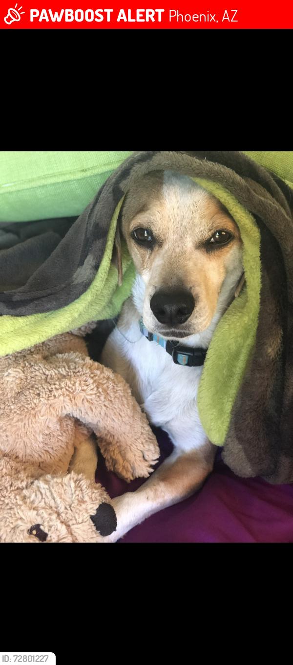 Lost Male Dog last seen At pinnacle dog park , Phoenix, AZ 85050