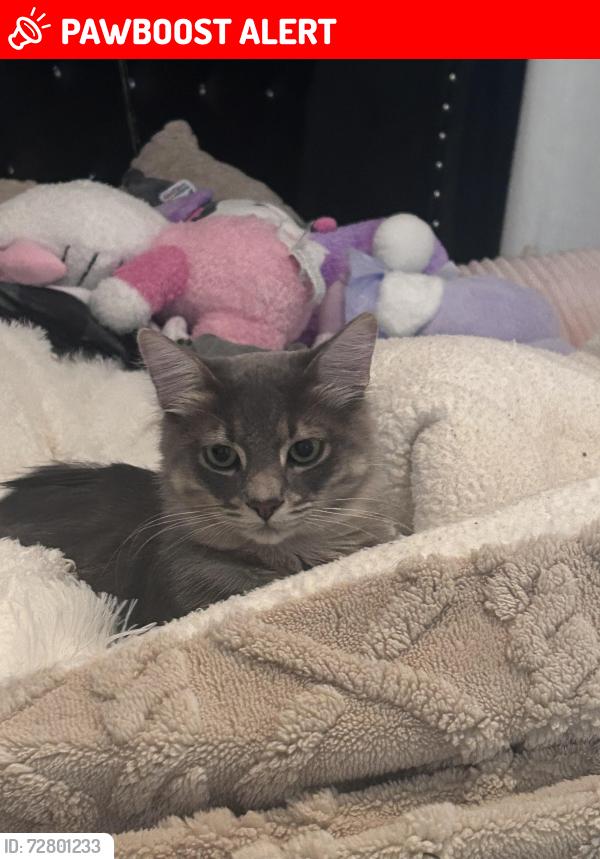 Lost Male Cat last seen Hufsmith rd, Haven Lake Estates, TX 77375