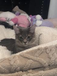 Lost Male Cat last seen Hufsmith rd, Haven Lake Estates, TX 77375