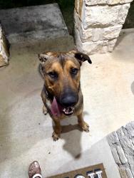 Found/Stray Male Dog last seen Mesa Creek pool area 1604 & 90, San Antonio, TX 78245