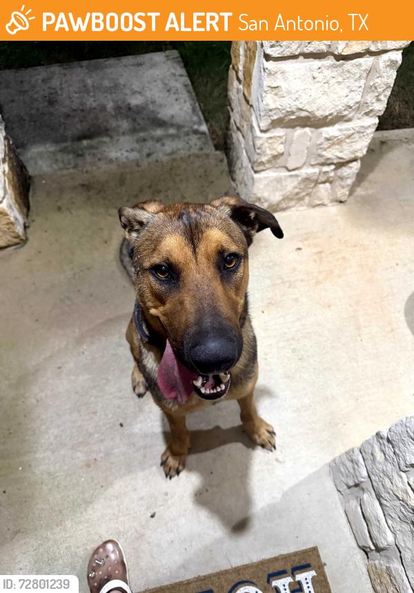 Found/Stray Male Dog last seen Mesa Creek pool area 1604 & 90, San Antonio, TX 78245