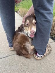 Found/Stray Male Dog last seen Near montgall ave , Kansas City, MO 64137