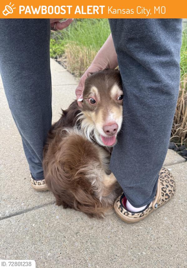 Found/Stray Male Dog last seen Near montgall ave , Kansas City, MO 64137