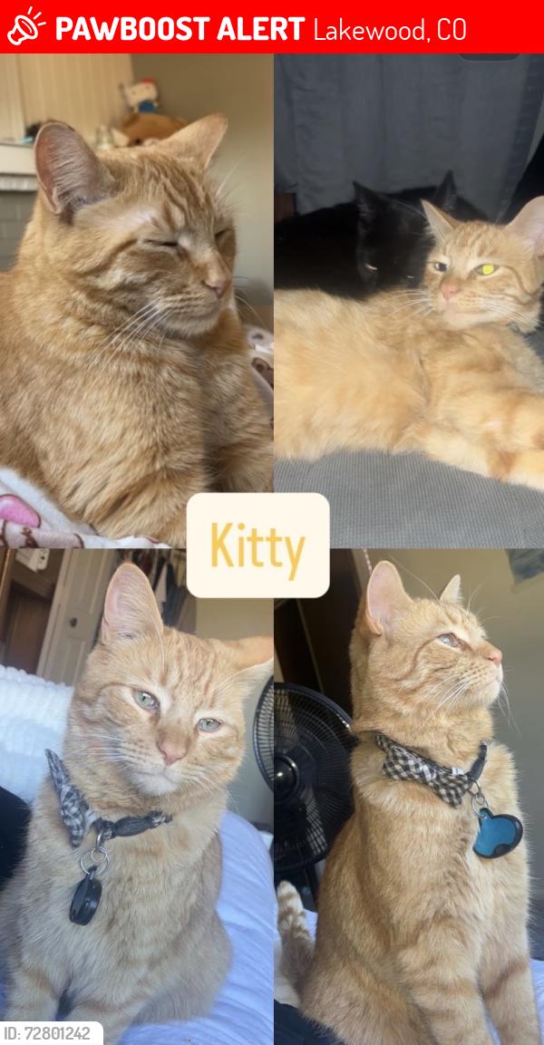 Lost Male Cat last seen Near wadsworth blvd, lakewood, CO, Lakewood, CO 80226