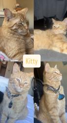 Lost Male Cat last seen Near wadsworth blvd, lakewood, CO, Lakewood, CO 80226