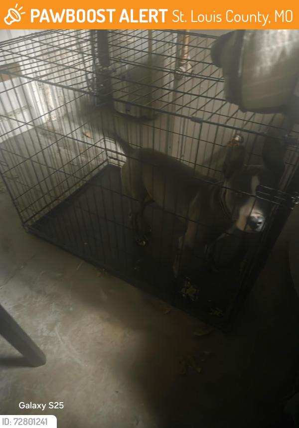 Found/Stray Male Dog last seen Bermuda Rd and Highway 70, St. Louis County, MO 63121