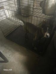 Found/Stray Male Dog last seen Bermuda Rd and Highway 70, St. Louis County, MO 63121