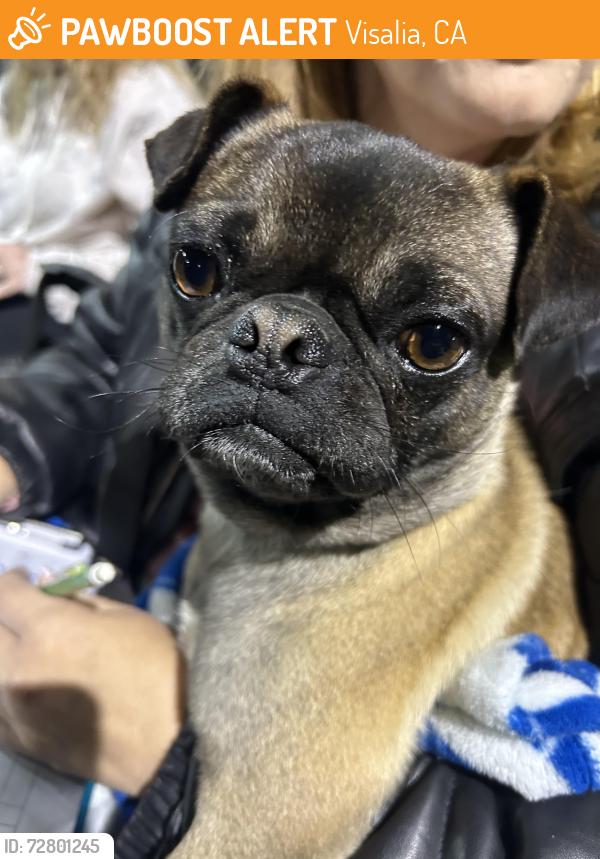 Found/Stray Male Dog last seen riverway sports park, Visalia, CA 93291