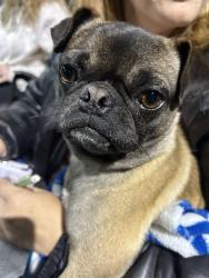 Found/Stray Male Dog last seen riverway sports park, Visalia, CA 93291