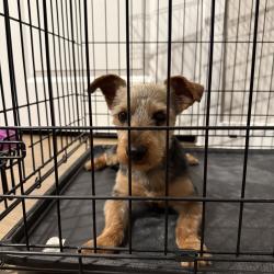 Found/Stray Male Dog last seen Skye at Chisholm , Fort Worth, TX 76123