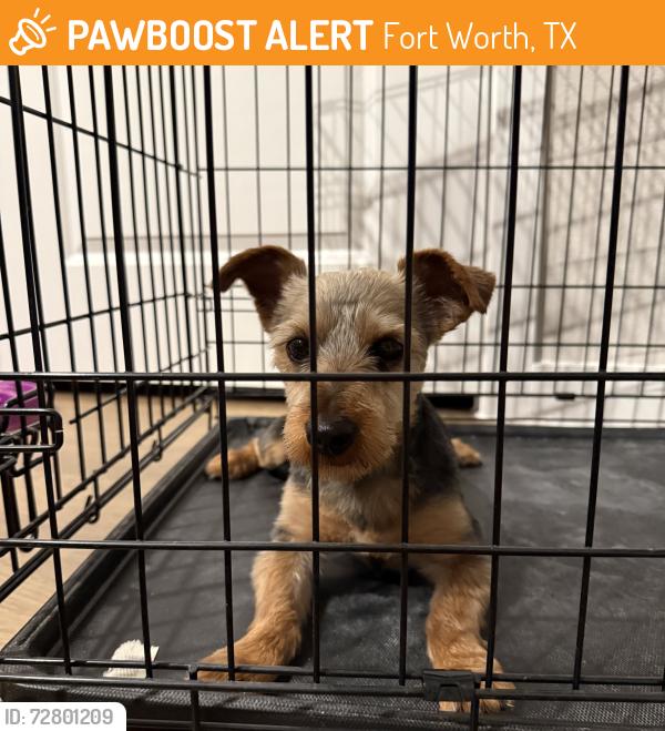 Found/Stray Male Dog last seen Skye at Chisholm , Fort Worth, TX 76123
