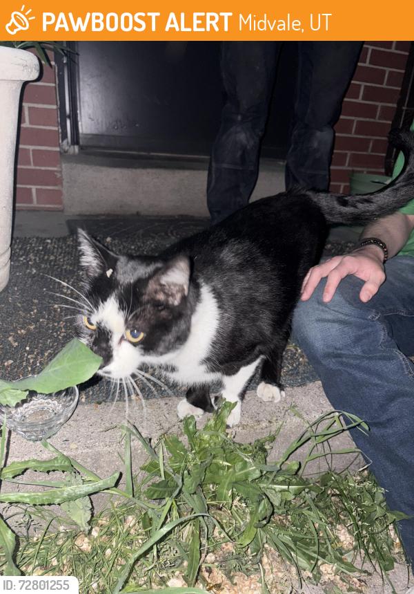 Found/Stray Male Cat last seen Hillcresy high school , Midvale, UT 84047