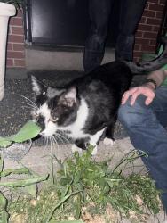 Found/Stray Male Cat last seen Hillcresy high school , Midvale, UT 84047