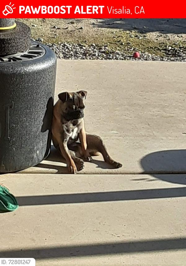 Lost Male Dog last seen Riverbend park, Visalia, CA 93291