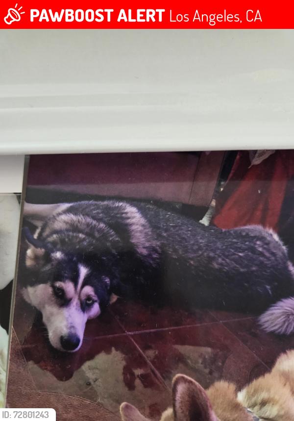 Lost Female Dog last seen 58th st and slauson, Los Angeles, CA 90037