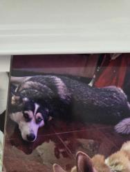Lost Female Dog last seen 58th st and slauson, Los Angeles, CA 90037
