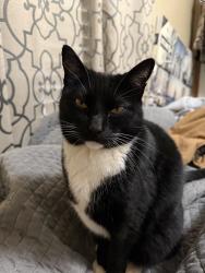 Lost Male Cat last seen State Hwy 322, Lakeport, TX 75603