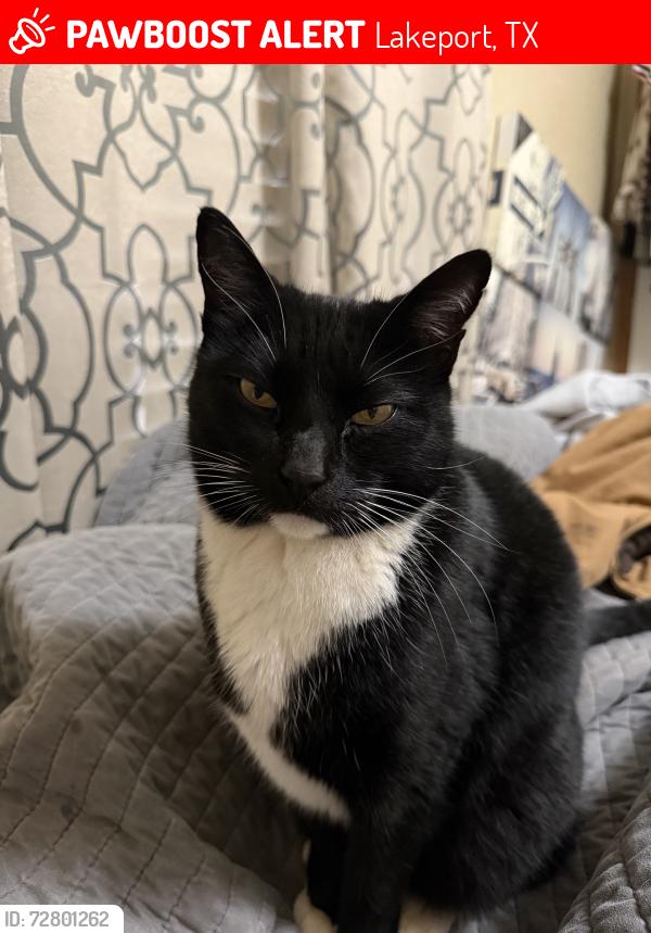 Lost Male Cat last seen State Hwy 322, Lakeport, TX 75603