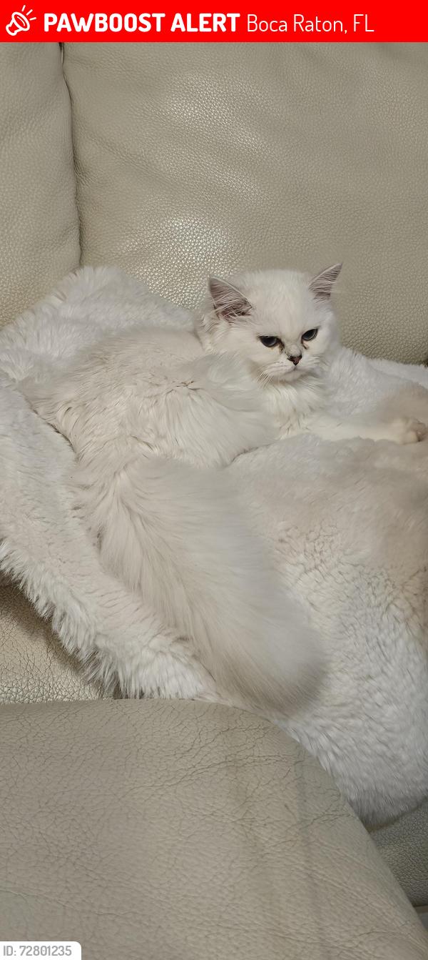 Lost Female Cat last seen Glades and Palmetto , Boca Raton, FL 33486
