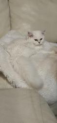 Lost Female Cat last seen Glades and Palmetto , Boca Raton, FL 33486