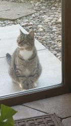 Lost Male Cat last seen Near monumental rd to Grant Town, Fairmont, WV 26554