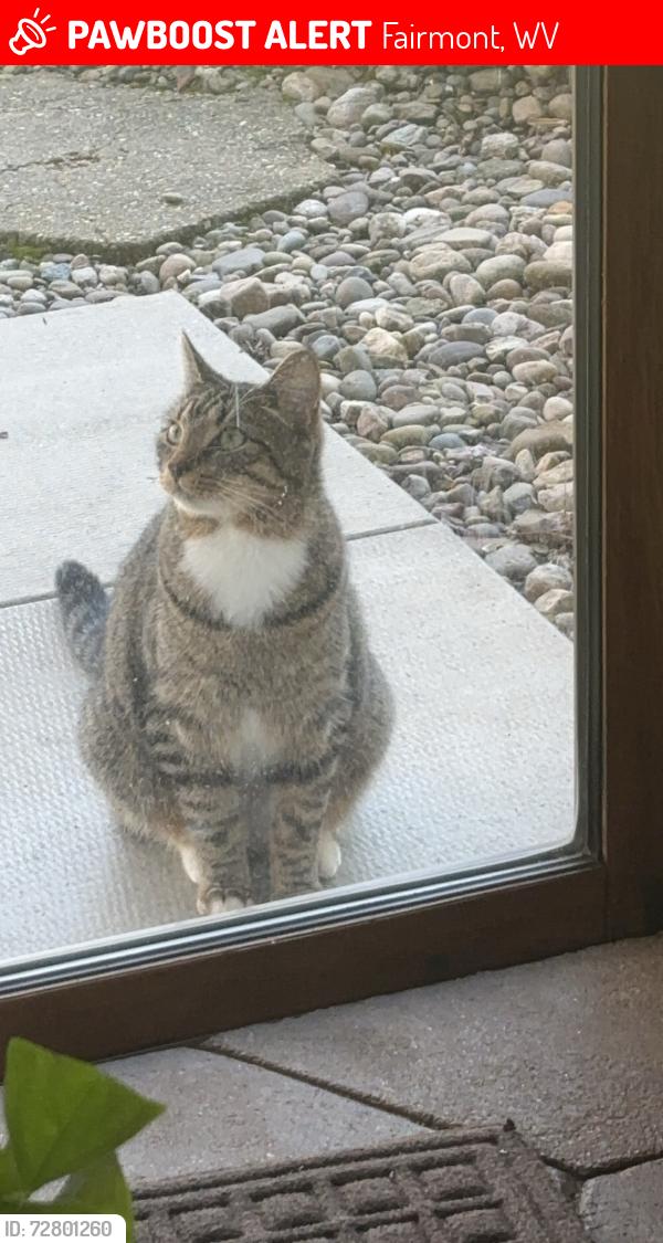 Lost Male Cat last seen Near monumental rd to Grant Town, Fairmont, WV 26554