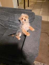 Found/Stray Female Dog last seen Sabana loop , Rio Rancho, NM 87124