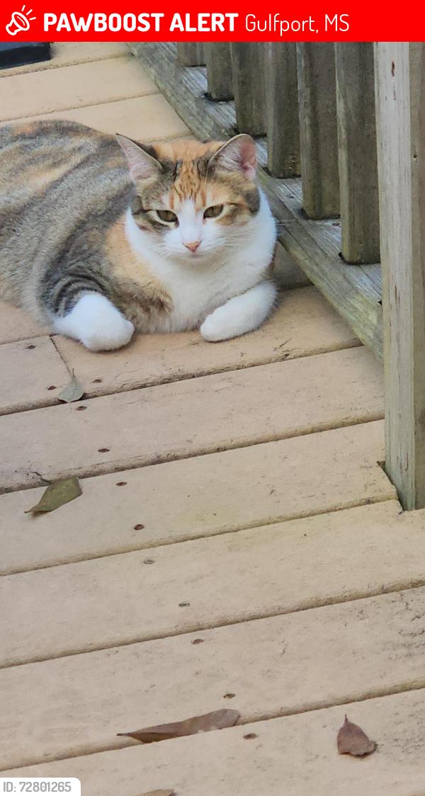 Lost Female Cat last seen Tully & Lambrecht Rd, Gulfport, MS 39503