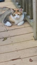 Lost Female Cat last seen Tully & Lambrecht Rd, Gulfport, MS 39503