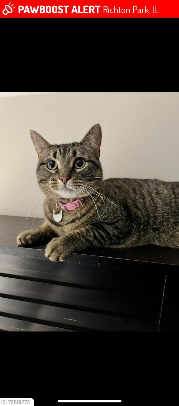 Lost Female Cat last seen Richton square & Sauk trail , Richton Park, IL 60471