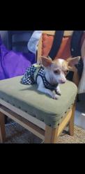 Lost Female Dog last seen Slauson and hopper, Los Angeles, CA 90011