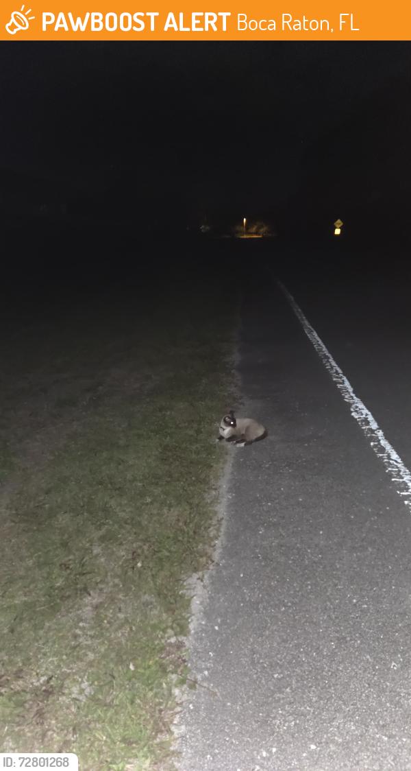 Found/Stray Unknown Cat last seen Boca Raton , Boca Raton, FL 33486