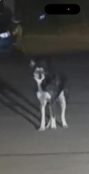 Found/Stray Unknown Dog last seen Birch and 3rd in Dacono, Dacono, CO 80514