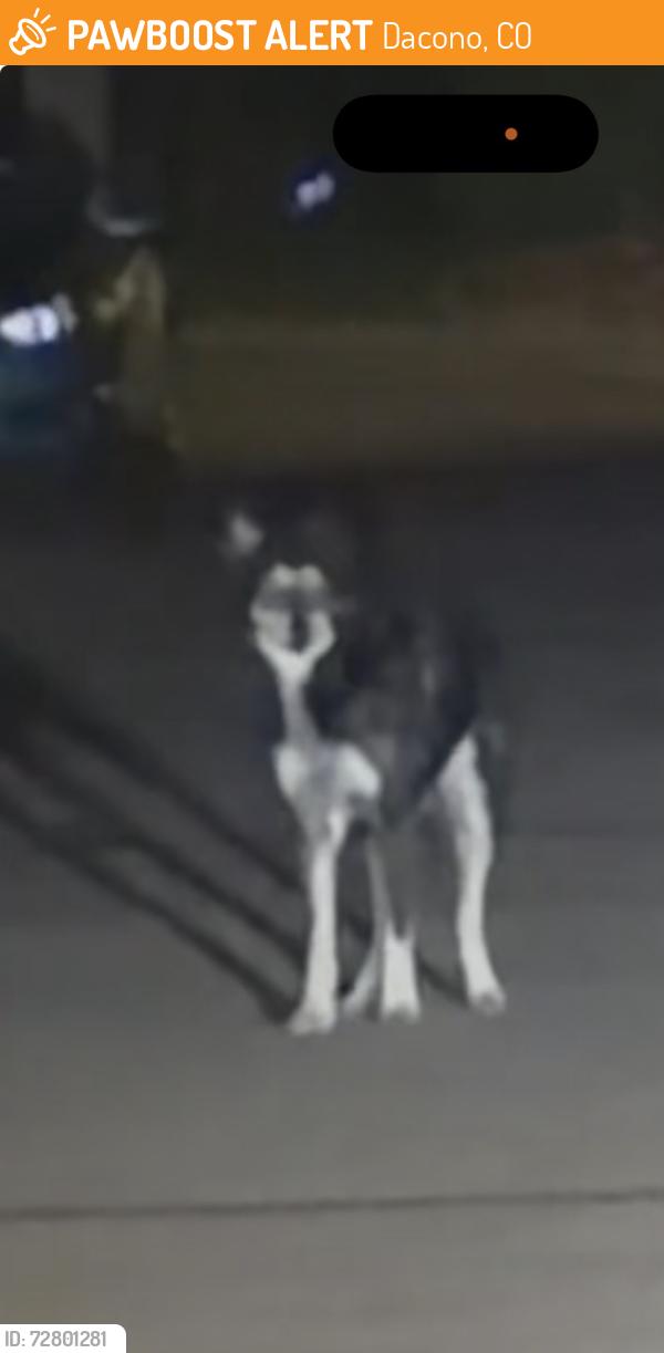 Found/Stray Unknown Dog last seen Birch and 3rd in Dacono, Dacono, CO 80514