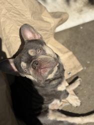 Lost Male Dog last seen Pacoima , Los Angeles, CA 91331