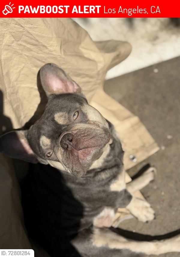 Lost Male Dog last seen Pacoima , Los Angeles, CA 91331