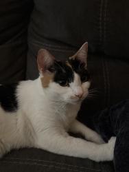 Lost Female Cat last seen Menlo & park, Hemet, CA 92544