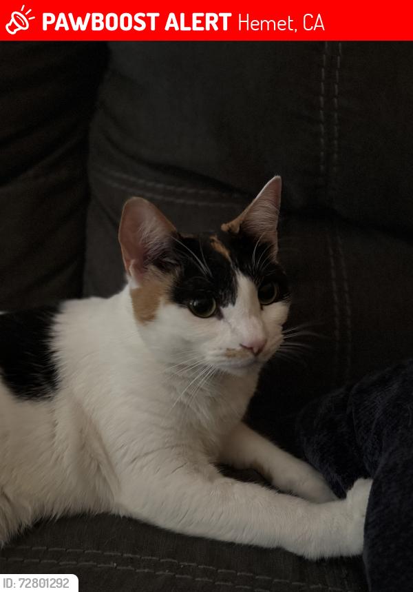 Lost Female Cat last seen Menlo & park, Hemet, CA 92544
