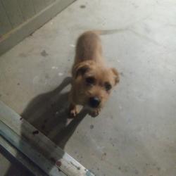 Found/Stray Male Dog last seen Near circle k, San Antonio, TX 78223