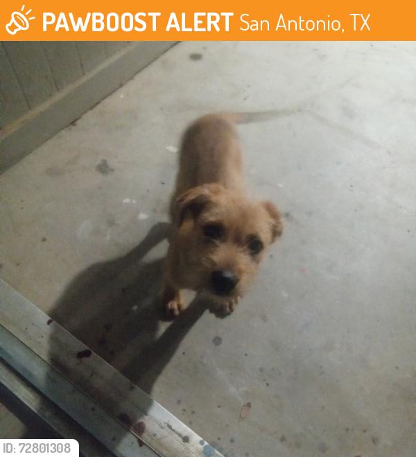 Found/Stray Male Dog last seen Near circle k, San Antonio, TX 78223
